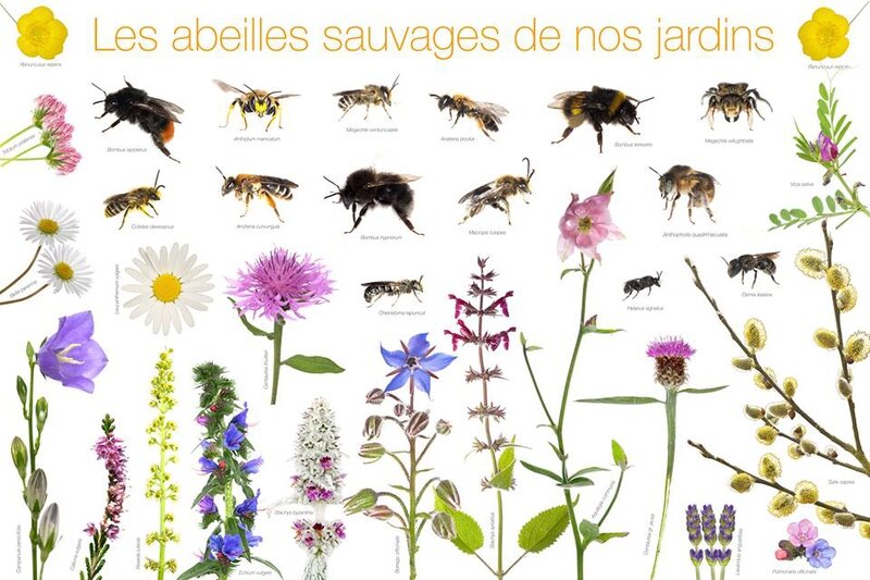 abeilles_plantes