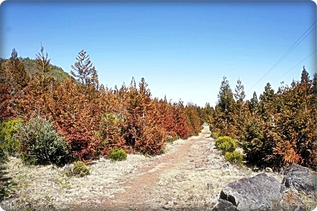 ROUTE VOLCAN BEAU SENTIER AVEC SAPINS COULEURS ET CIEL BLEU