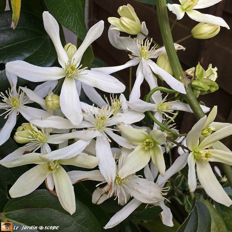 Clematis-armandii