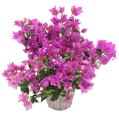 bougainvillier-3040-zoom