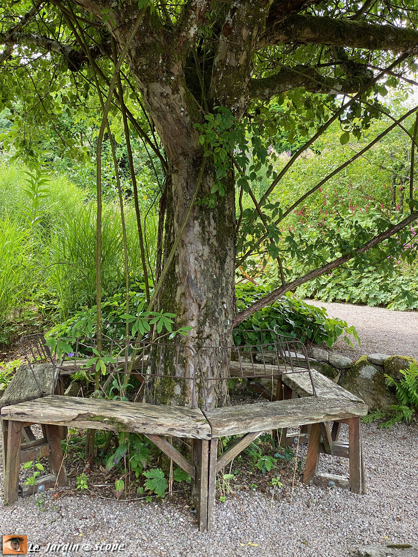 Banc en bois autour d'un tronc d'arbre (68)