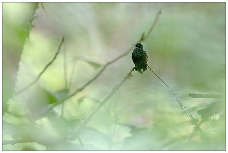 CR 2 rio blanco 2015 61 oiseau colibri