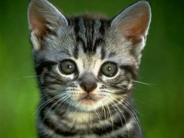 chat 1