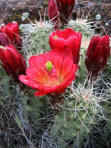 Cactus_Fleur