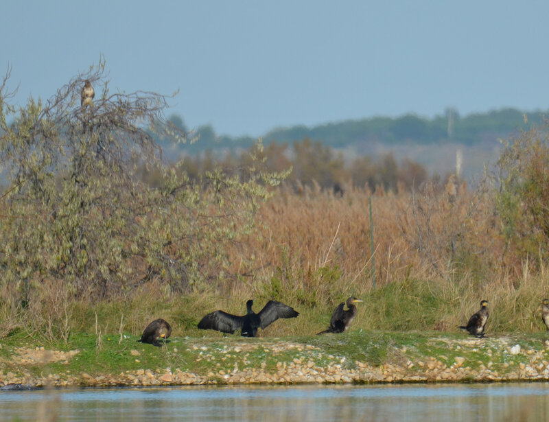 gd cormorans 3