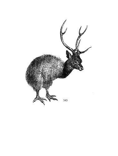 kiwi (2) - Copie