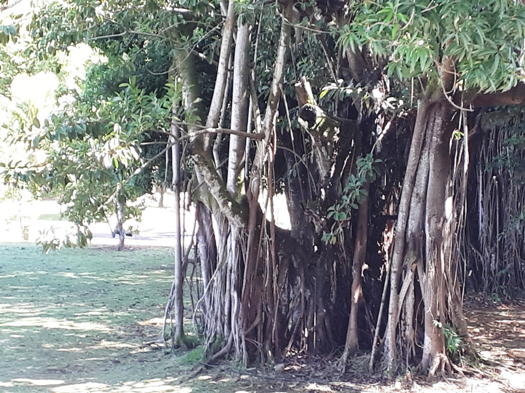 les arbres