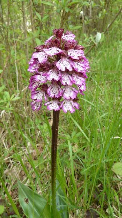 Orchis pourpre