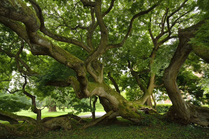 Sophora japonica