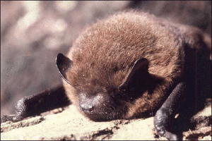 Pipistrelle_commune_GDE2