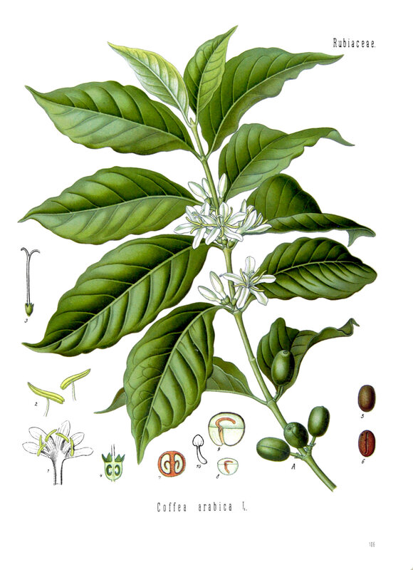 Cafeierarabica