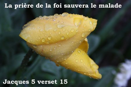 2009_04_26_Des_gouttelettes_d_eau_sur_une_fleur_de_tulipe_jaune