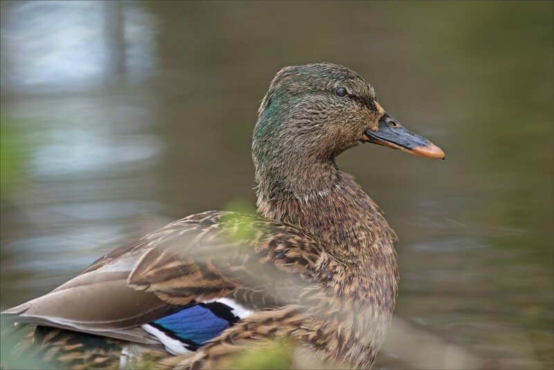 Galuchet oiseau canard 100318 6