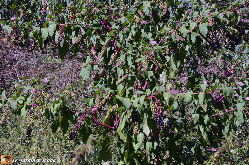 Phytolacca-decandra