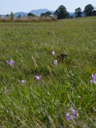 2009_09_08_Colchique_des_champ_et_le_Mont_M_zenc_en_arri_re_plant