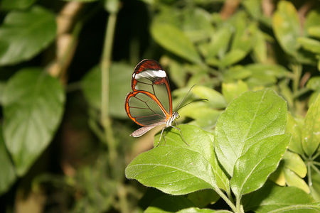 Glasswing_butterfly