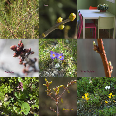 Bourgeons