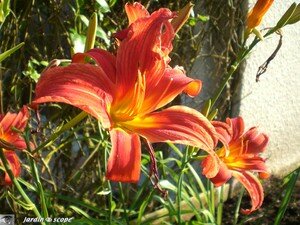 Crimson_glory