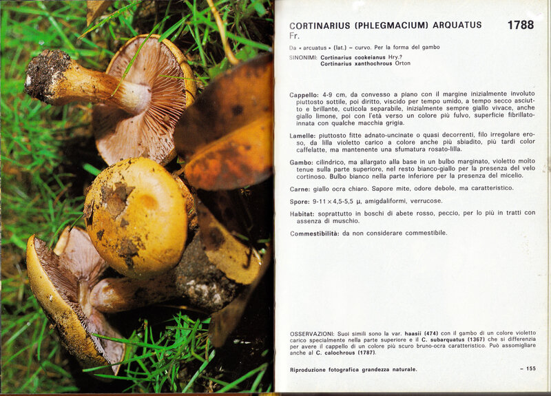 Cortinarius arcuatus_Cetto 1788