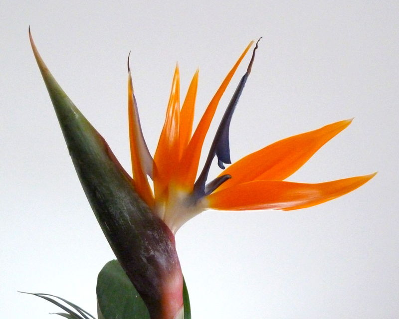 oiseau de paradis (strelitzia reginae)