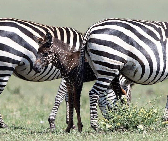 zebra foal