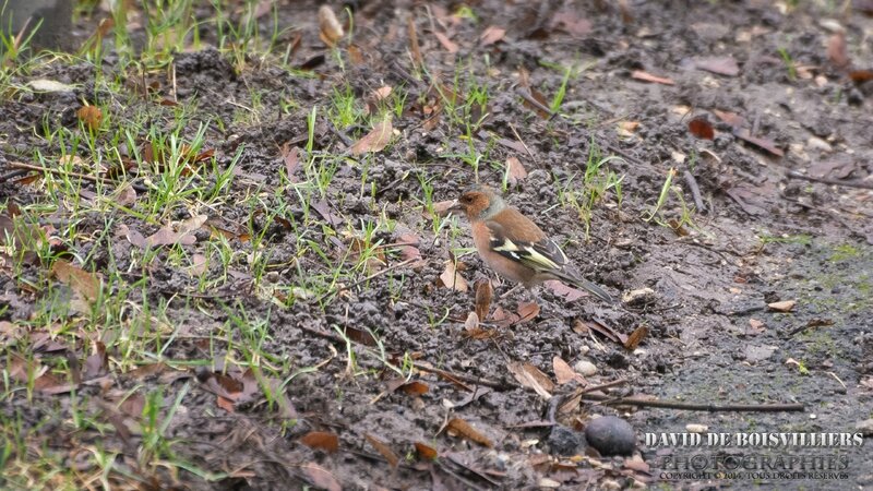 Pinson des Arbres (Fringilla Coelebs)