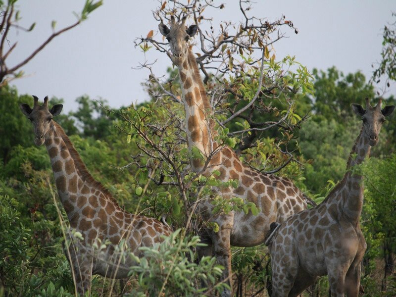 Photo-girafes-Boubandjida