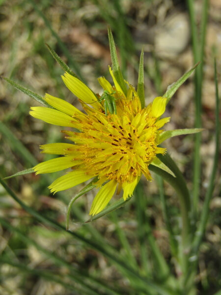 fleur jaune