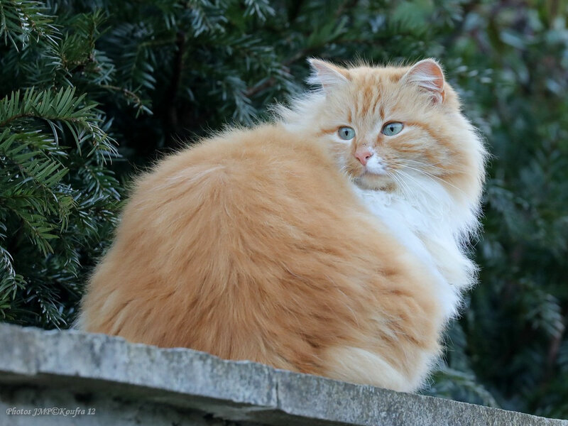 Photos JMP©Koufra 12 - Le Caylar - Chat - 19022019 - 0002