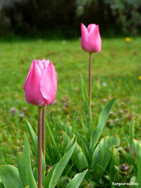 tulipes_roses