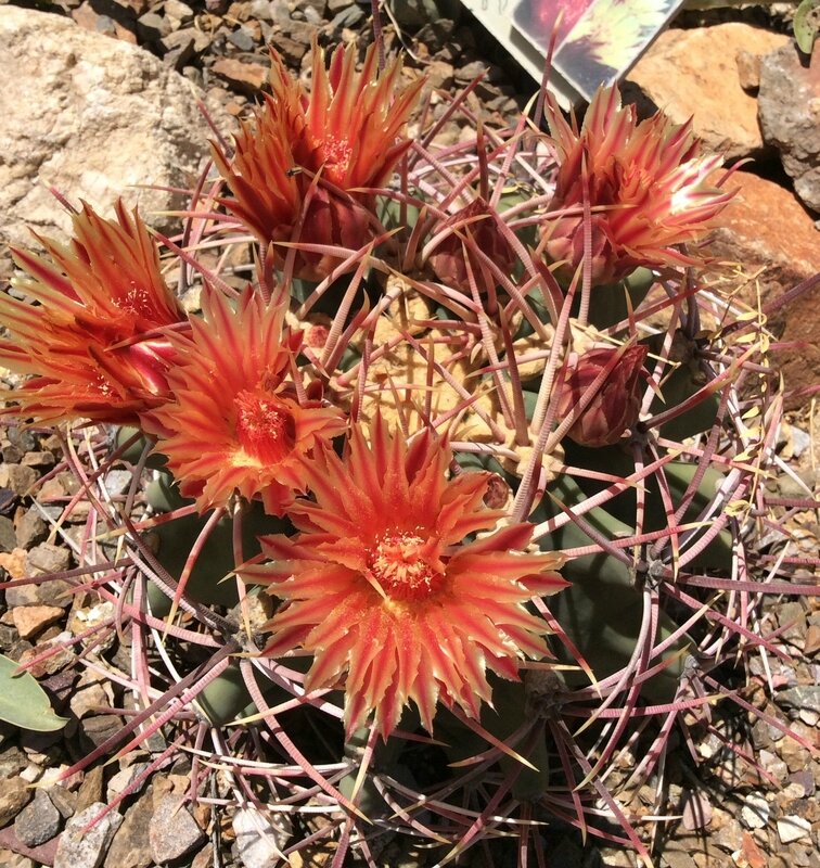 fleurs_cactus_Arizona-Sonora Desert Museum_etsionjasait