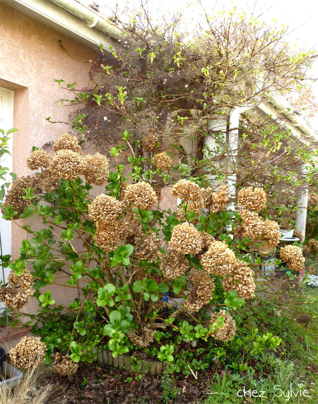 Hortensia 1 avant