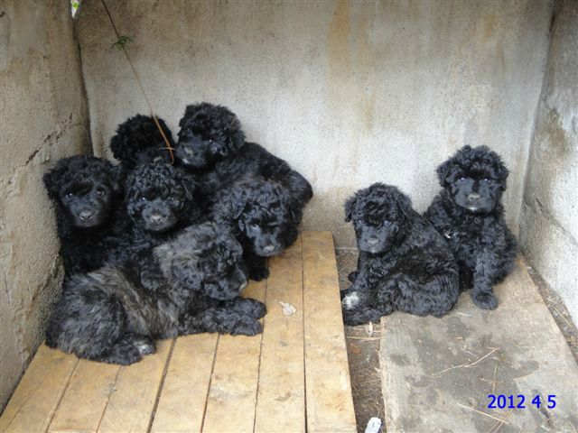 chiots CHISPA X ESCAUT à 4 semaines (nés le 3/03/12)