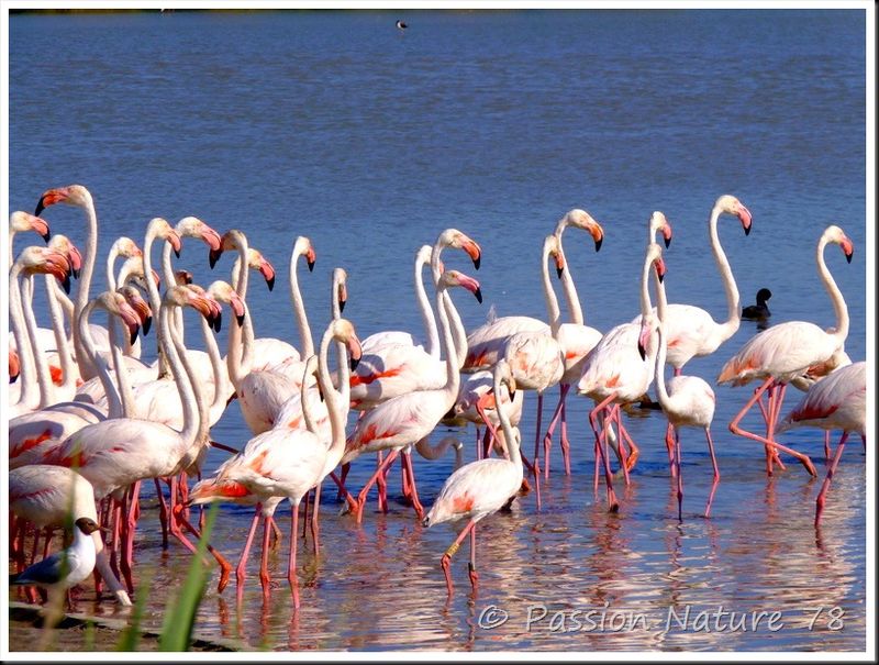 Le flamant rose de Camargue