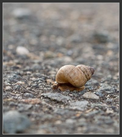 escargot_cone_route_200909