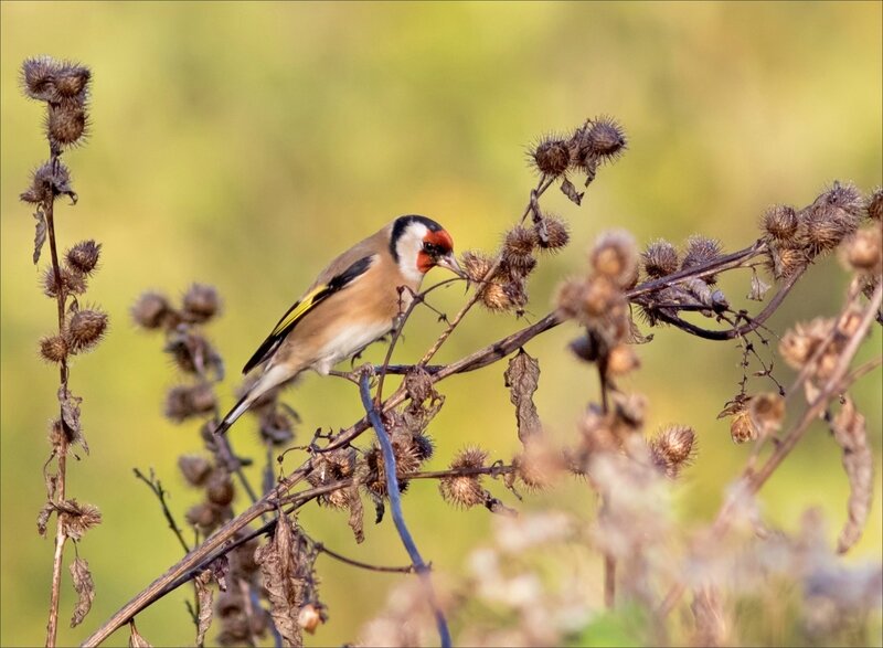 ville oiseaux chardonneret mange graines bardane 1 051117