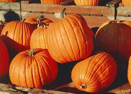 800px_Pumpkins