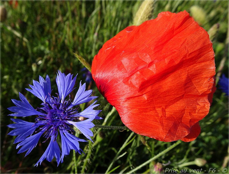 Coquelicots - Bleuets - Bouze - 8