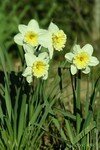 IMG_1523copie