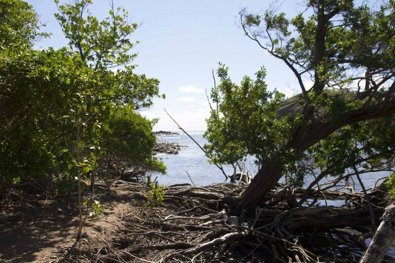 mangrove-presquile-de-la-caravelle-martinique-1024x683