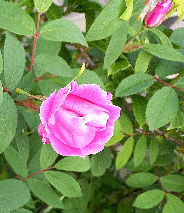 20230511 rosier rugosa des Diviné