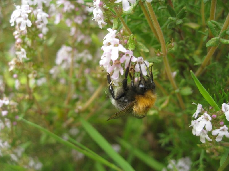 abeille butinant les fleurs (9)