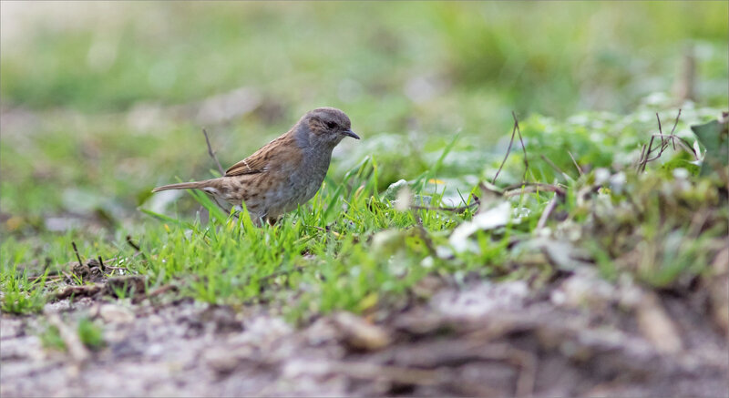 oiseau accenteur chemin 4 300121