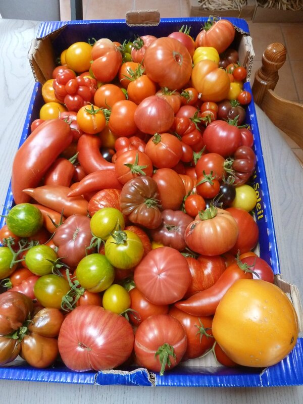 16-tomates ext
