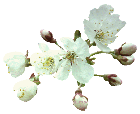 fleurs_blanches