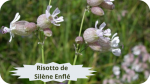 38 SILENE ENFLE(2)Risotto de Silène Enflé-modified