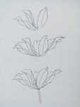 plant_drawings_074