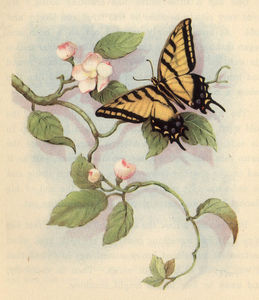 ButterflyFlowers