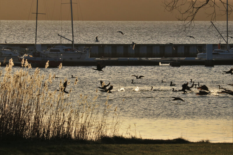 IMG_1985 - Copie