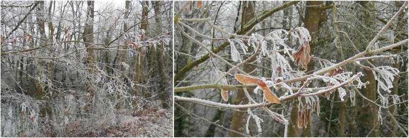 givre 3